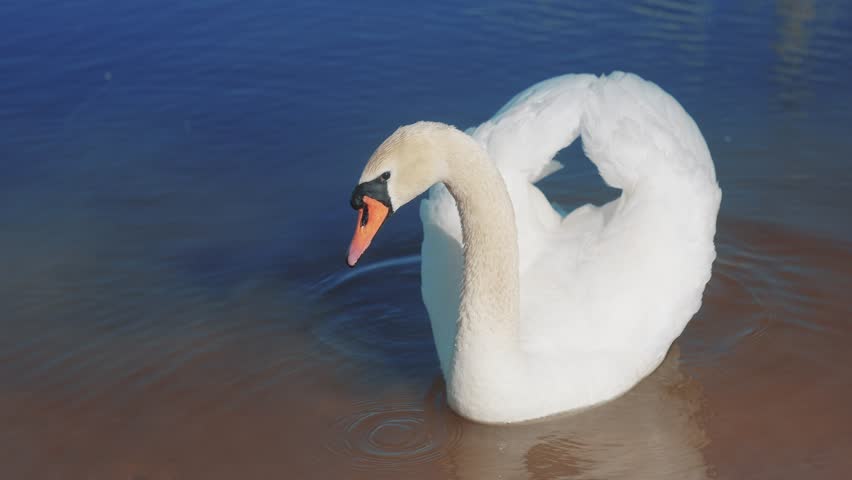 White swan on the shore near the lake. wild bird white swan a pond in the wild. a bird walk sun on the sand near the river in nature