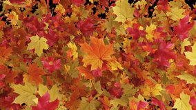 Maple Leaves 2 Clip on Alpha Channel. 3D rendering. Burst of maple on alpha channel and on white background place on footage and easier to change colour. - Powered by Shutterstock - Get 15% off with code: PIKWIZARD15