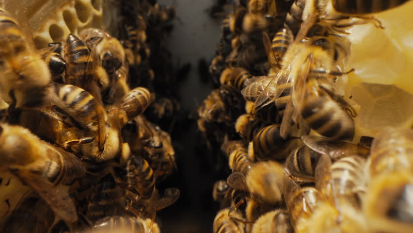 Workers bees processes pollen and pumps honey comb. Apiary. Life apis mellifera Royalty-Free Stock Footage #1106449367