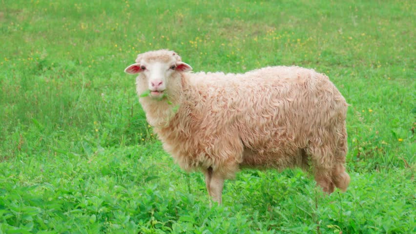 Funny sheep grazing in a green meadow. She chews on the grass and looks into the lens. Royalty-Free Stock Footage #1106450247