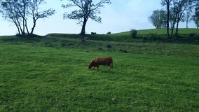Aerial view of a thoroughbred steer grazing in a hilly green meadow. Brown bull eating lush grass on a domestic farm. Organic farming, gmo-free, meat and milk production. 4k footage