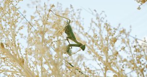 Close-up macro video of a praying mantis sitting on a branch. The life of insects in the wild and beautiful landscape. High quality 4k footage