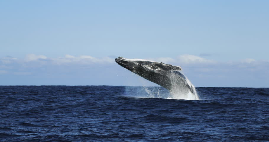 Humpback whale jump Megaptera novaeangliae breaches near East London South Africa. Shot in Hawaiian Islands Humpback Whale National Marine Sanctuary. Humpback whale jumps out of the water Slow motion | Shutterstock HD Video #1106452093