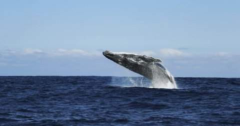 Humpback whale jump Megaptera novaeangliae breaches near East London South Africa. Shot in Hawaiian Islands Humpback Whale National Marine Sanctuary. Humpback whale jumps out of the water Slow motion 스톡 비디오