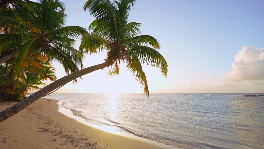 Amazing sunset landscape. Scenic summer sunset on Australian palm beach. Luxurious palm trees over the sea under a colorful sky. Dream sunset over tropical sea, fantastic landscape of nature.