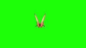 HD Video Animation Flying Butterfly Front Angel Footage with Green screen or Green Monochrome Background and Alpha Channel