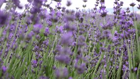 lavender field farm and beautiful cloudy summer sky in background.Sustainable, regional organic cultivation.lavender bushes in row,bottom or top view, bright 4k video close up.bee flying over