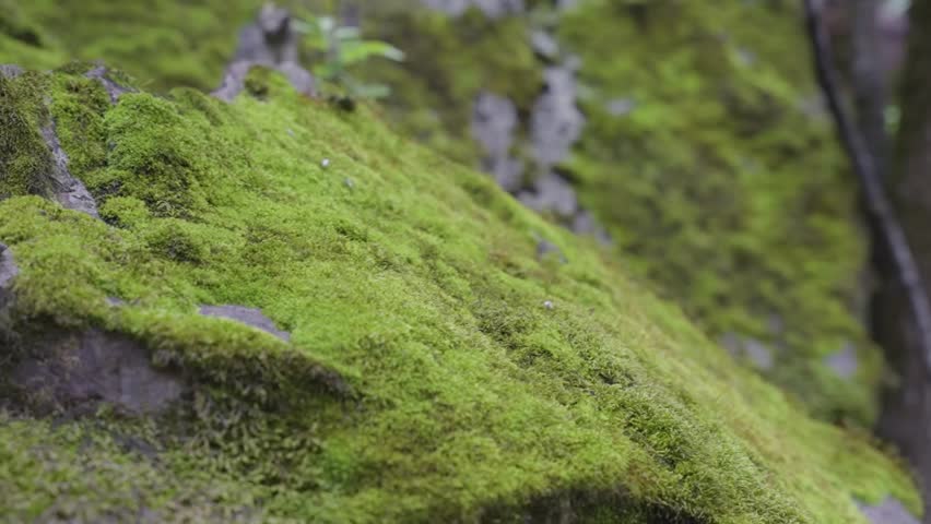 Close Up Shot Of Green Moss On A Rock On Hike Headed To Perolniyoc Waterfalls in Urubamba, Cusco Peru