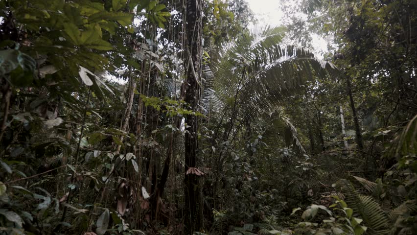 Exotic Trees At The Jungle In Tropical Rainforest Of Ecuador, South America. Dolly Shot
