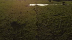 Golden Landscapes: Horses Enjoying the Meadow at Dusk