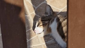 cute stray cat.4k video capture