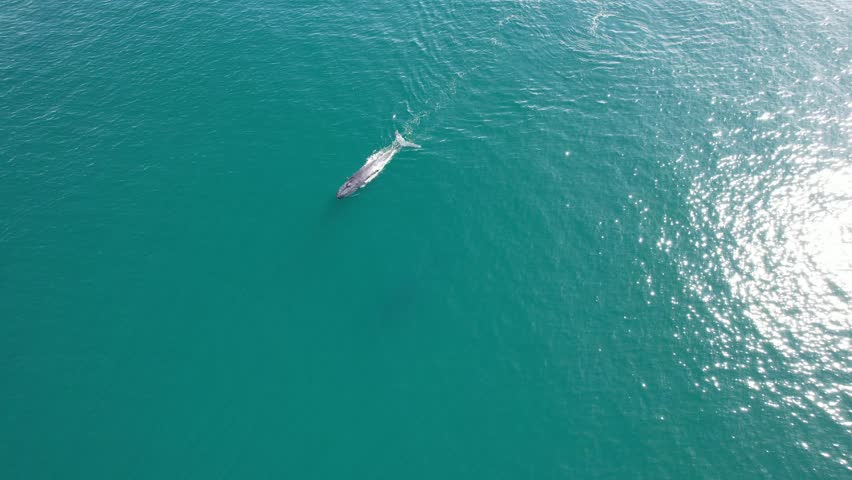 Humpback Whale Diving in the Turquoise Waters of Cabarita Beach, Tweed Shire, Bogangar, Northern Rivers, New South Wales, Australia Aerial Pan Shot