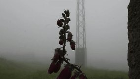 foxgloves in a misty and rainy day in the mountains of Valadouro, Spain