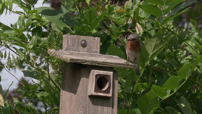 Eastern Bluebird Couple Feed Their Chicks in a Bird House.