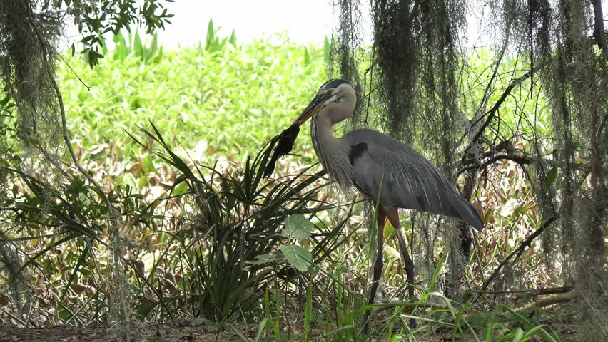 	Great Blue Heron Feeds on Large Fish