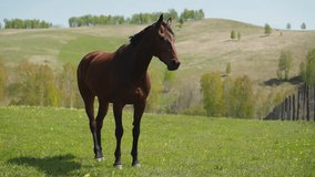 Beautiful bay horse shakes long black tail standing on green field against hills slow motion. Thoroughbred equine creature free roams in wild highland - Powered by Shutterstock - Get 15% off with code: PIKWIZARD15