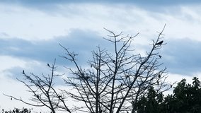 Time lapse in 4K of birds resting on tree branches at sunset, in the background clouds run fast against the dark sky