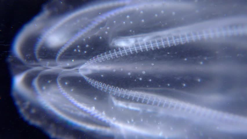 Invasive jellyfish ctenophora (Mnemiopsis leidyi), Black Sea Royalty-Free Stock Footage #1106479771