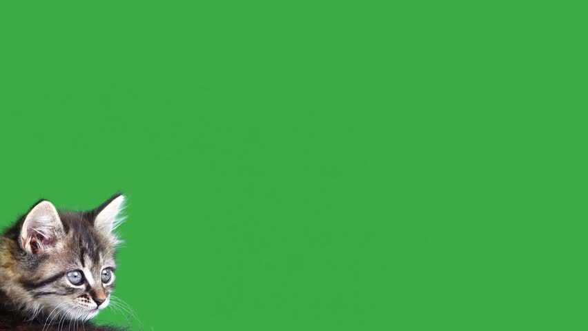 Shutterstock Video