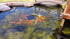 Ornamental fish videos with attractive colors in fish ponds