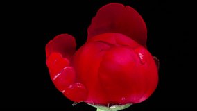 A beautiful red peony blooms on a black background. Time lapse, close-up. Wedding background, Valentine's day concept. Timelapse video
