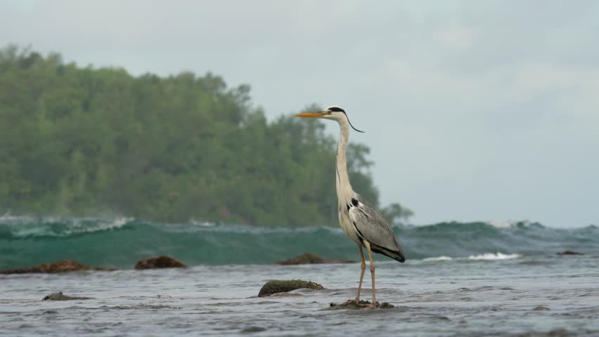 Brown heron bird in the sea, waiting for fishes, the fly away, Mahe Seychelles