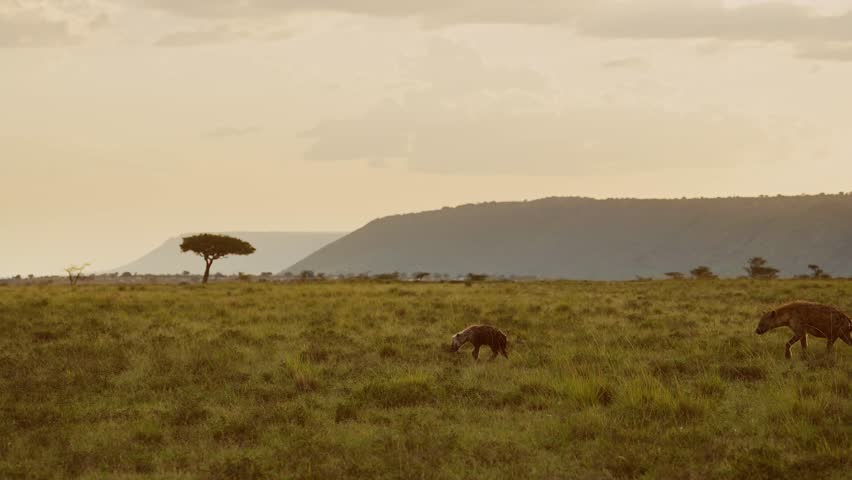 Slow Motion Shot of Hyena walking across Kenyan plains with acacia tree in background, beautiful composition of African Wildlife in Maasai Mara National Reserve, Kenya, Africa Safari Animals