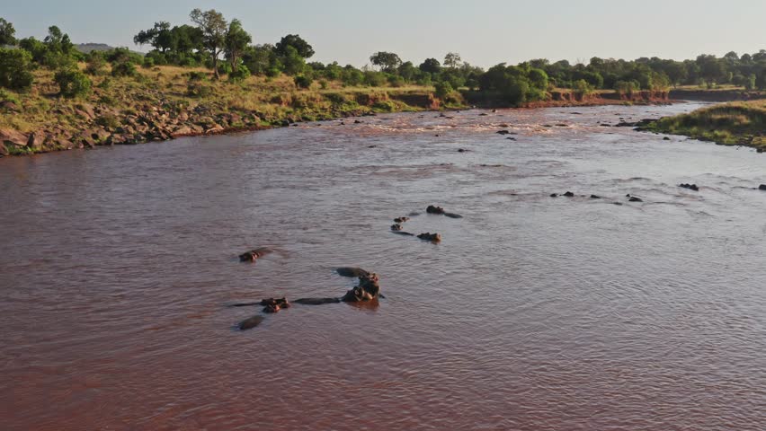 Hippos in Mara River Aerial Drone Shot View, Beautiful African Landscape Scenery of a Group of Hippo in the Flowing Water of Maasai Mara National Reserve, Kenya, Africa Royalty-Free Stock Footage #1106487119