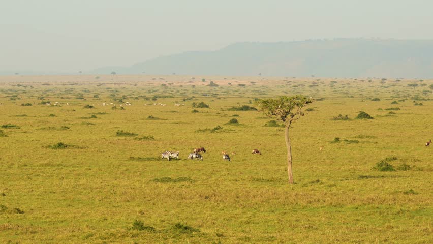 Aerial shot of group of Zebras on wide empty savanna savannah, African Wildlife in Maasai Mara National Reserve from hot air ballon ride, Kenya, Africa Safari Animals in Masai Mara North Conservancy Royalty-Free Stock Footage #1106487143