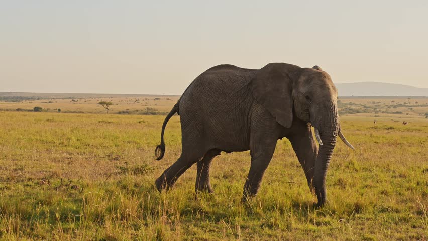 African Elephants, Africa Wildlife Animals in Masai Mara National Reserve, Kenya, Steadicam Gimbal Tracking Shot Following Elephant Running in the Savanna in Maasai Mara Royalty-Free Stock Footage #1106487161
