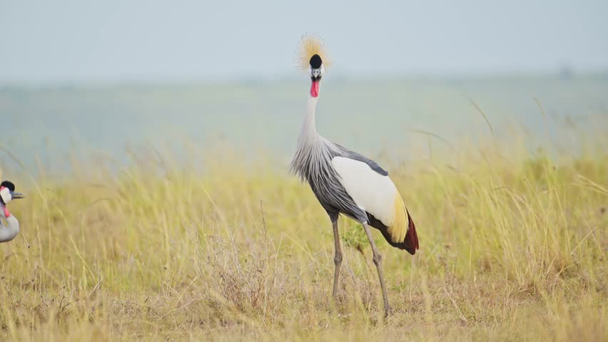Grey Crowned Crane Bird Dancing Mating and Displaying doing a Courtship Dance and Display to Attract a Female in Maasai Mara in Africa, African Safari Birdlife Wildlife Shot Flapping Wings Royalty-Free Stock Footage #1106487163