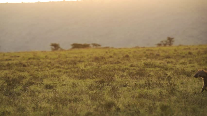 Slow Motion Shot of African Wildlife Hyena in Maasai Mara National Reserve walking across the empty plains of Kenya, Africa Safari Animals in Masai Mara North Conservancy Royalty-Free Stock Footage #1106487201