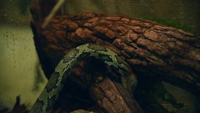 Close-up view of flower snake (Elaphe moellendorffi, also known as Moellendorf's rat snake) crawling on tree trunk. Soft focus. Real time video. Exotic pets theme.