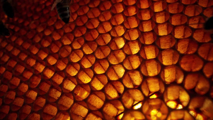 Bees working process extreme macro view. Inside hive, wax, honey, nectar, brood
