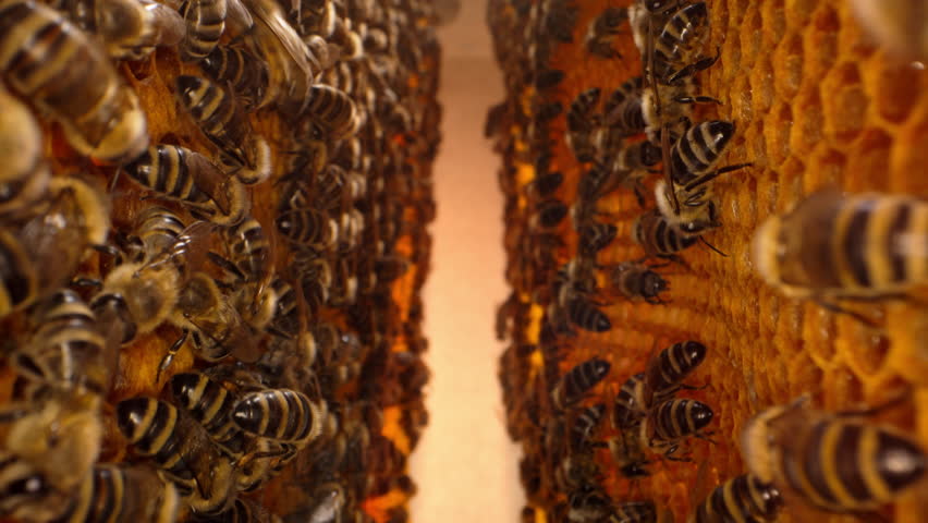 Bees working process extreme macro view. Inside hive, wax, honey, nectar, brood