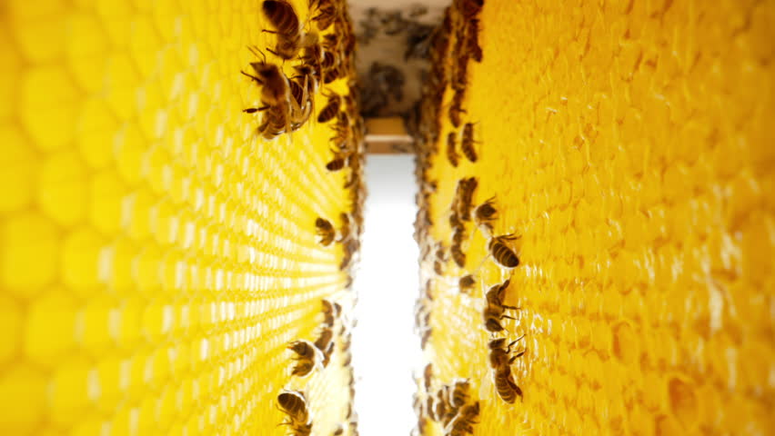 Bees working process extreme macro view. Inside hive, wax, honey, nectar, brood