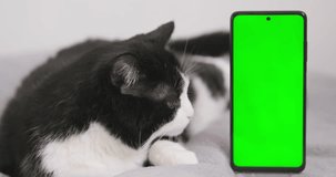 Fluffy cat lying near green screen phone, close up. Cat looking into smartphone mockup indoors. Cute pet lie in white room background. Gadget display with green chroma key copy space, static 4k video