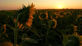 Selective focus 4k video with some beautiful sunflower plants. Sunflower field farming and agriculture concept video in sunrise light.