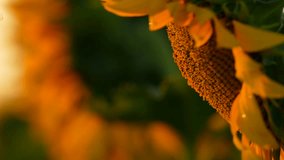 Sunflower field. 4K close up video with the details from a beautiful sunflower plant in the morning sunrise light.