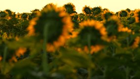 Selective focus 4k video with some beautiful sunflower plants. Sunflower field farming and agriculture concept video in sunrise light.