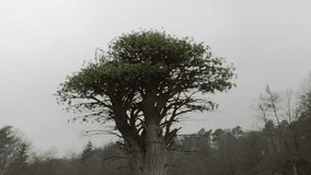 Giant epic old tree in the forest. Monumental, symbolic tree. Mythological tree of life or tree of knowledge concept. Cinematic shot. Conceptual video. Overcast sky. Ecology and environment concepts.