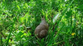 A big snail crawls in the green grass, close-up. Macro video Helix Aspersa snail crawling in sunlight outdoor. Wildlife in human habitat.