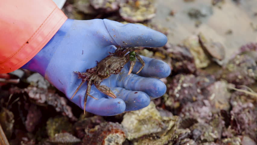 Shore crab going back alive healthy bycatch