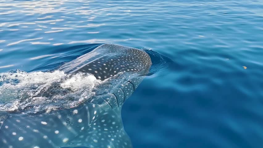 Huge beautiful whale shark swims on the water surface on boat tour with dive and snorkel in Cancun Quintana Roo Mexico. Royalty-Free Stock Footage #1106497891