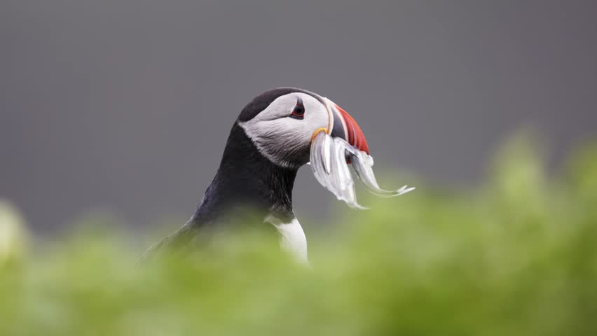 Puffin with fish portrait. Fratercula arctica in Iceland Grimsey with sand eels in the beak