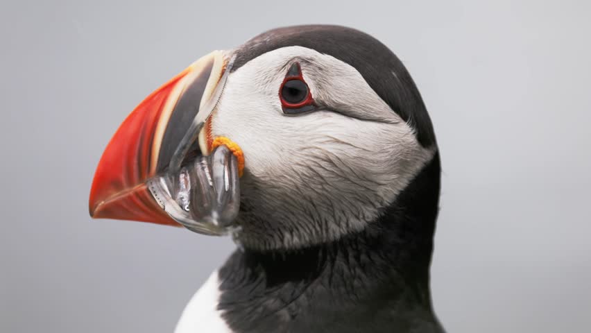 Puffin with fish portrait. Fratercula arctica in Iceland Grimsey with sand eels in the beak