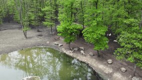 A herd of reindeers in wildlife aerial view. Group of reindeers by the water in mountain forest. Large group of reindeers migrating. Wildlife drone shot