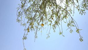 fruit of argan tree, 4K video 