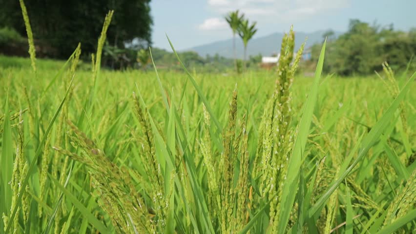 Close up ear of yellow rice swaying by wind in rice paddy. Royalty-Free Stock Footage #1106502711