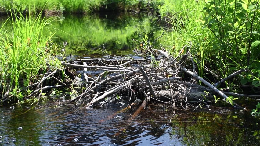 Water flowing through beaver dam.